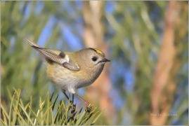 <p>KRÁLÍČEK OBECNÝ (Regulus regulus) /Goldcrest - Wintergoldhähnchen/</p>